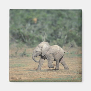 Südafrika, Addo Elephant Nat'l Park. Baby Magnet