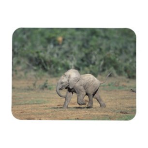 Südafrika, Addo Elephant Nat'l Park. Baby Magnet