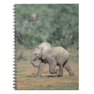 Südafrika, Addo Elephant Nat'l Park. Baby Notizblock