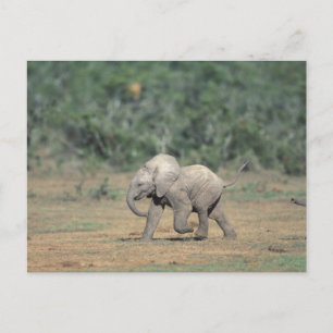 Südafrika, Addo Elephant Nat'l Park. Baby Postkarte