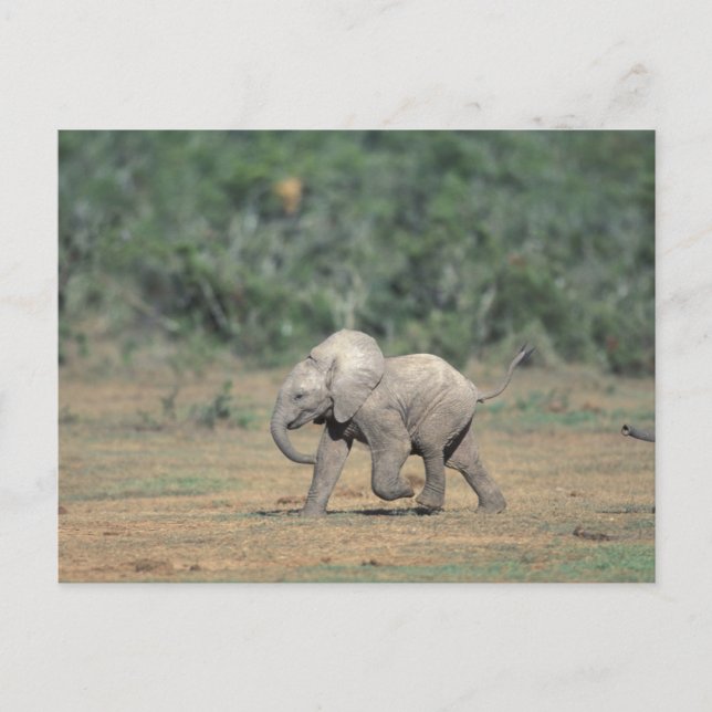 Südafrika, Addo Elephant Nat'l Park. Baby Postkarte (Vorderseite)