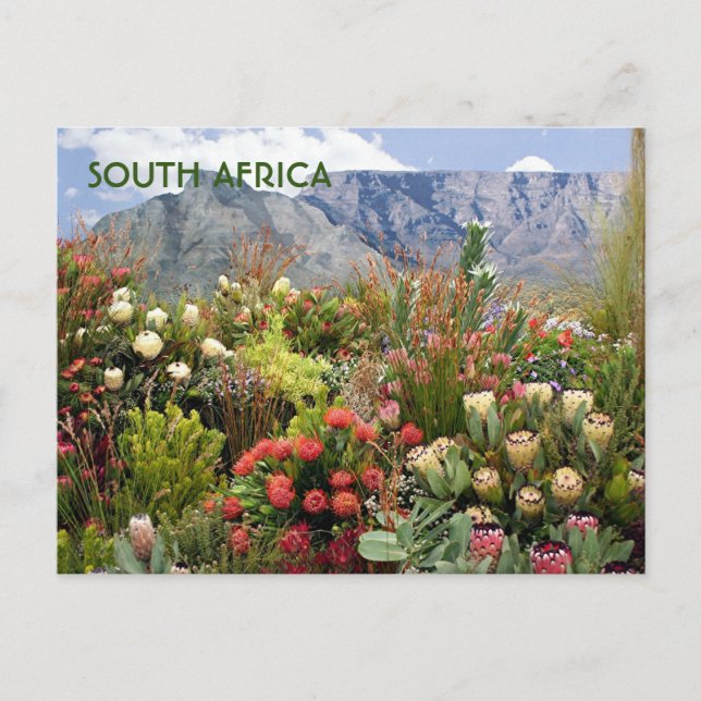 Südafrika: Blumendarstellung von Wildblumen Postkarte (Vorderseite)