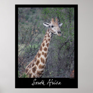 Südafrika Giraffe Poster