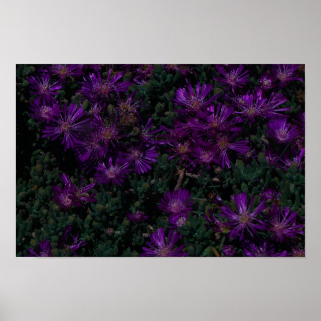 Südafrika Grüne Lila Sukkuline Blume Poster (Vorne)