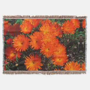 Südafrika Grüne Orangen Sukkulente Blume Decke
