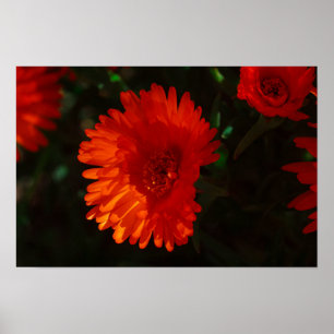 Südafrika Grüne Orangen Sukkulente Blume Poster