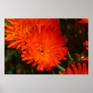 Südafrika Grüne Orangen Sukkulente Blume Poster