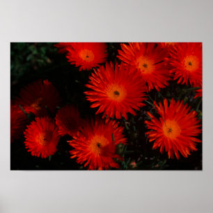 Südafrika Grüne Orangen Sukkulente Blume Poster