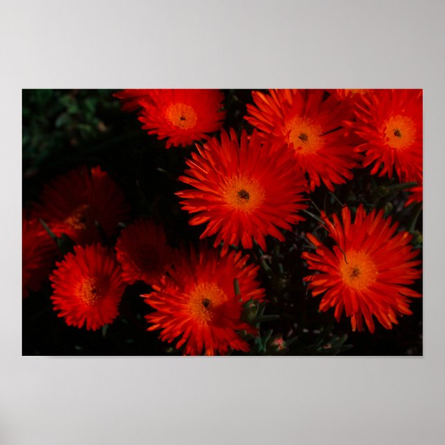 Südafrika Grüne Orangen Sukkulente Blume Poster (Vorne)