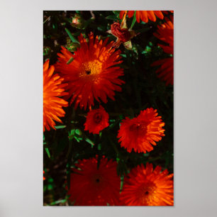 Südafrika Grüne Orangen Sukkulente Blume Poster