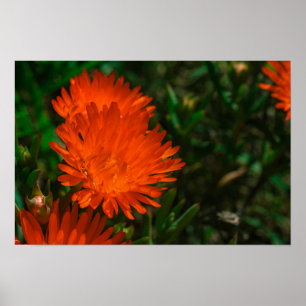 Südafrika Grüne Orangen Sukkulente Blume Poster