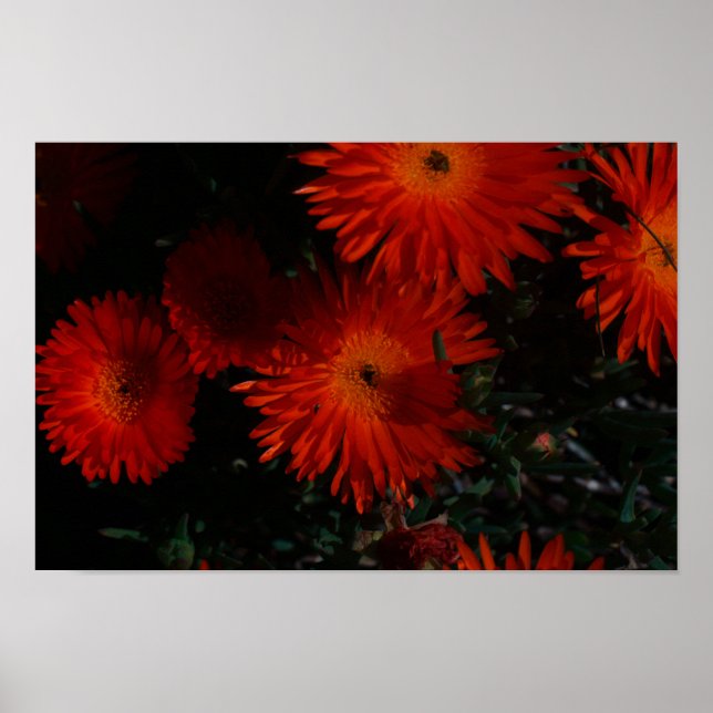 Südafrika Grüne Orangen Sukkulente Blume Poster (Vorne)