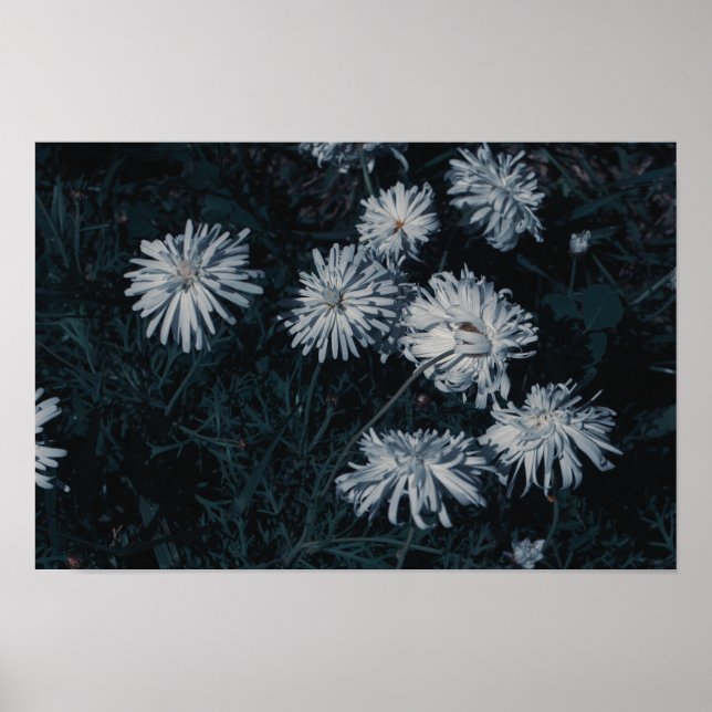 Südafrika Grüne weiße indigene Blume Poster (Vorne)