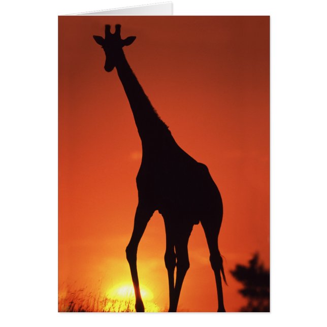 Südafrika, Krüger NP. Giraffe (Giraffa (Vorne)