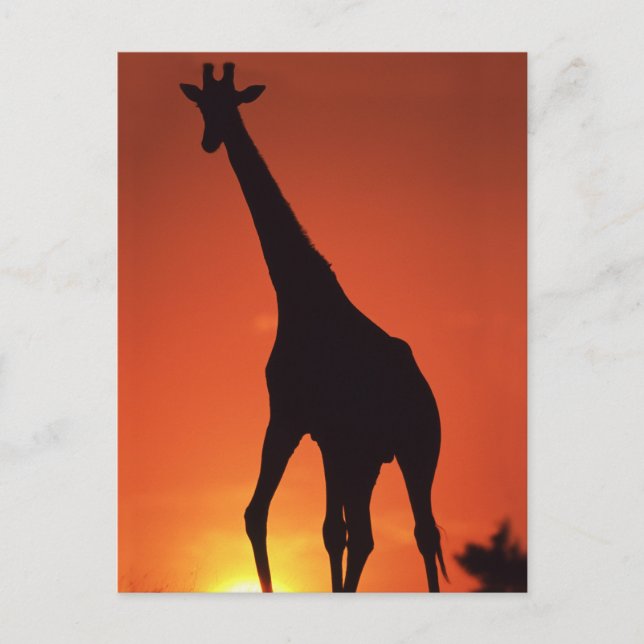 Südafrika, Krüger NP. Giraffe (Giraffa Postkarte (Vorderseite)