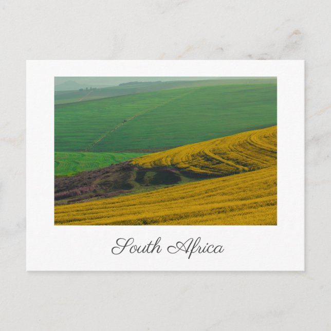 Südafrika Landschaft Canola Felder Postkarte (Vorderseite)
