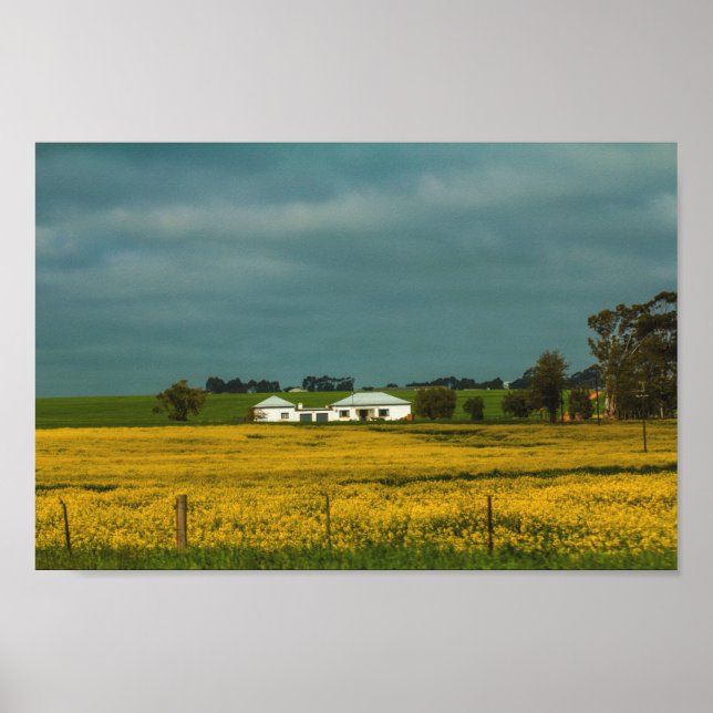Südafrika Landschaftspflege Canola Fields Poster (Vorne)