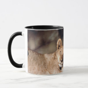 Südafrika, Löwenjunge Tasse