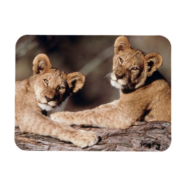 Südafrika, Löwenknochen Magnet (Horizontal)