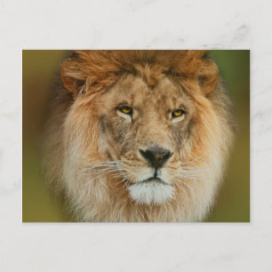 Südafrika Majestic Lion Nah Postkarte