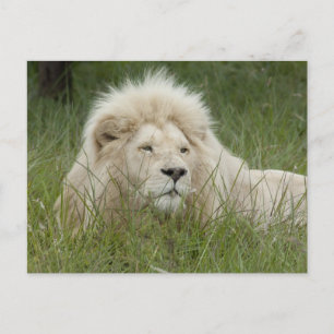 Südafrika, Ost-London, Inkahnwezi Private Postkarte