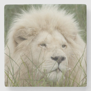 Südafrika, Ostlondon, Inkwenkwezi privat Steinuntersetzer