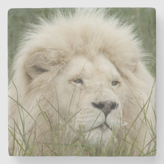 Südafrika, Ostlondon, Inkwenkwezi privat Steinuntersetzer (Vorderseite)