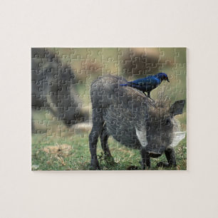 Südafrika, Pilanesburg GR, Warzenschwein