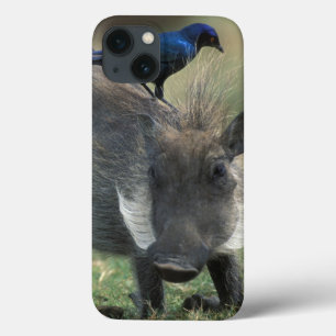 Südafrika, Pilanesburg GR, Warzenschwein Case-Mate iPhone Hülle