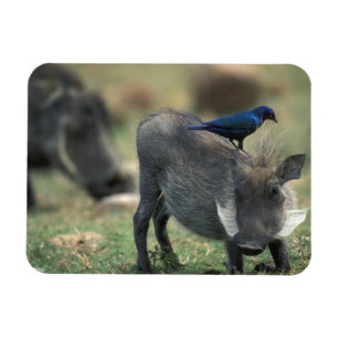 Südafrika, Pilanesburg GR, Warzenschwein Magnet