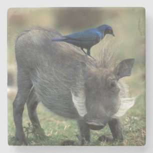 Südafrika, Pilanesburg GR, Warzenschwein Steinuntersetzer