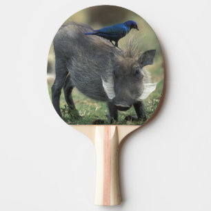 Südafrika, Pilanesburg GR, Warzenschwein Tischtennis Schläger
