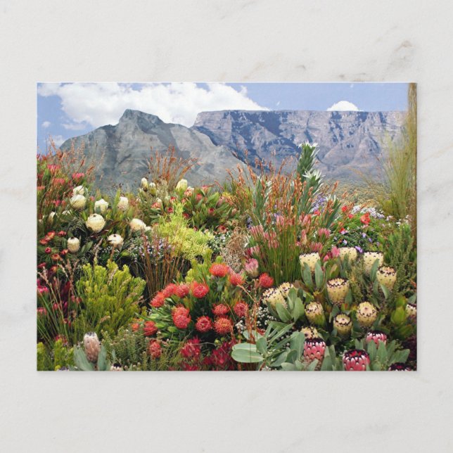 Südafrikanische Blumenausstellung von Wildblumen Postkarte (Vorderseite)