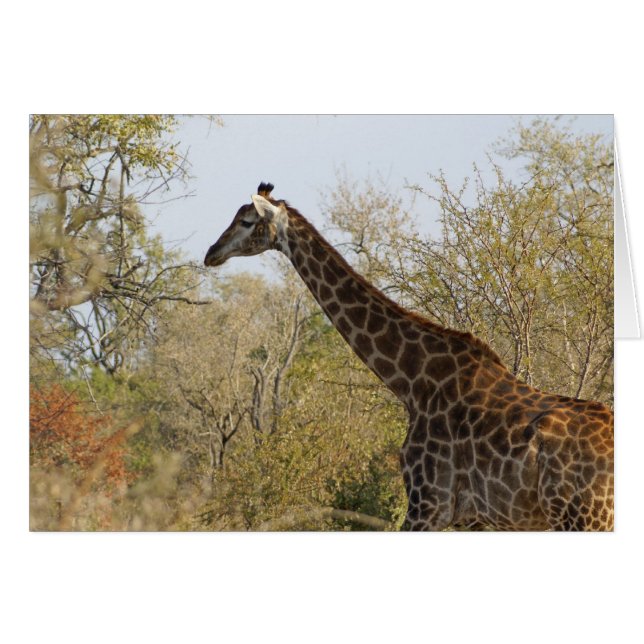 Südafrikanische Giraffe (Vorderseite (Horizontal))