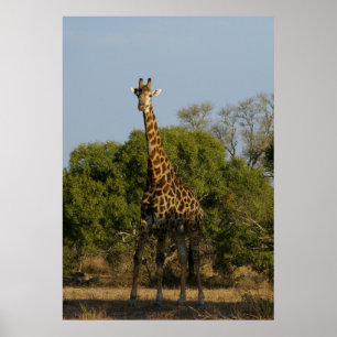 Südafrikanische Giraffe Poster