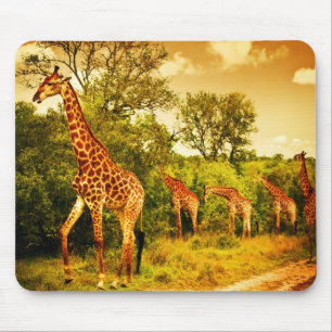 Südafrikanische Giraffen Mousepad