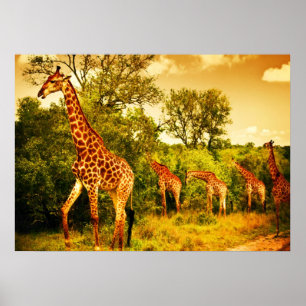 Südafrikanische Giraffen Poster