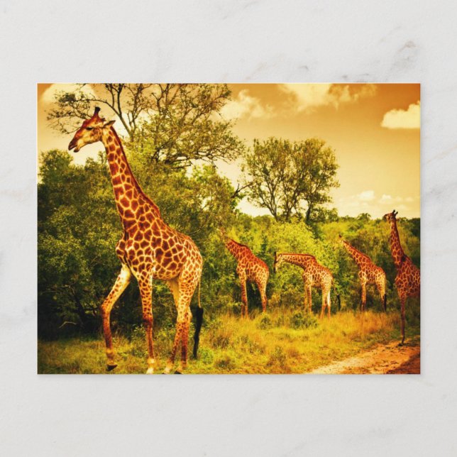 Südafrikanische Giraffen Postkarte (Vorderseite)