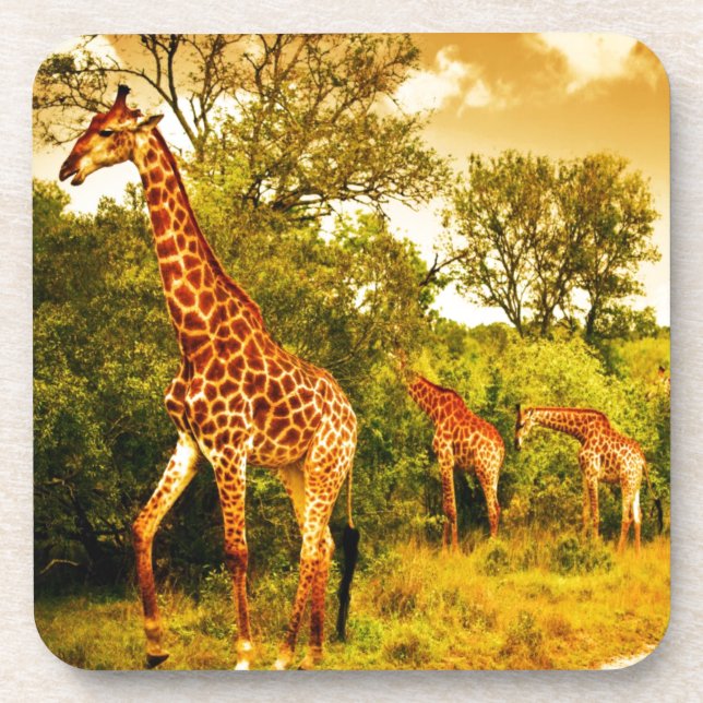 Südafrikanische Giraffen Untersetzer (Vorderseite)