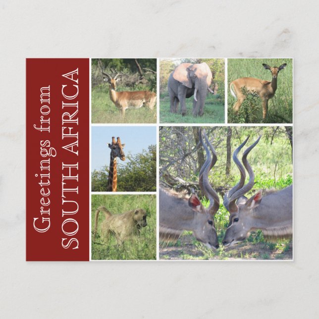 Südafrikanische Grüße Postkarte (Vorderseite)