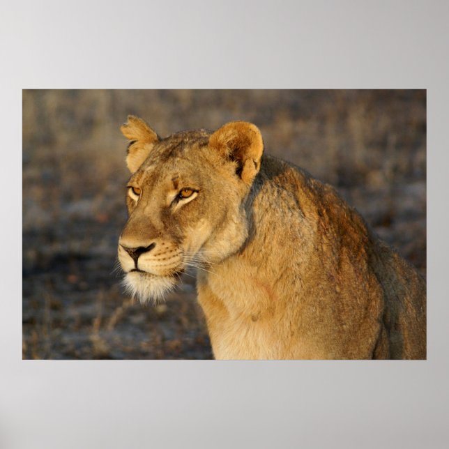 Südafrikanische Lion Poster (Vorne)