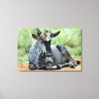 Südafrikanische Wildebeest