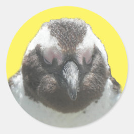 Südafrikanischer Pinguinsticker Runder Aufkleber