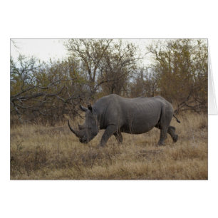Südafrikanisches Rhinoceros