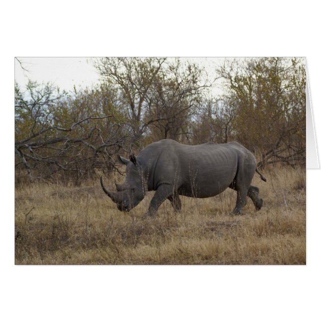Südafrikanisches Rhinoceros (Vorderseite (Horizontal))