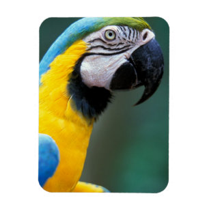 Südamerika, Brasilien, Iguacu Nationalpark, Magnet