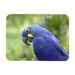 Südamerika, Brasilien, Pantanal Magnet