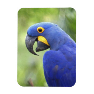 Südamerika, Brasilien, Pantanal Magnet