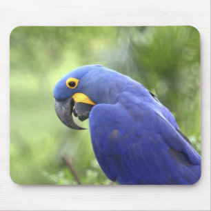 Südamerika, Brasilien, Pantanal Mousepad