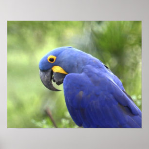 Südamerika, Brasilien, Pantanal Poster